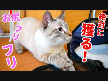 獲物を狙う猫のお尻フリフリがかわいすぎた