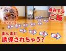 1粒ずつジグザグに置かれたご飯に猫は釣られる説 を検証します