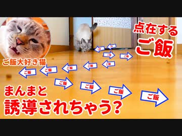1粒ずつジグザグに置かれたご飯に猫は釣られる説 を検証します