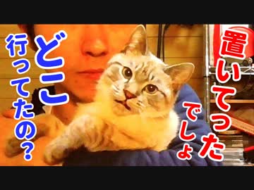 帰宅した飼い主に小言を言いながらスリスリしてくる猫がかわいすぎます