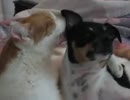 犬をグルーミングする猫