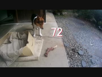 骨付き肉を我慢する犬　日替わりワンタ【犬癒し】