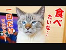 飼い主の食べ物をどうしても食べたい猫のおねだりがかわいすぎた
