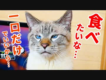 飼い主の食べ物をどうしても食べたい猫のおねだりがかわいすぎた