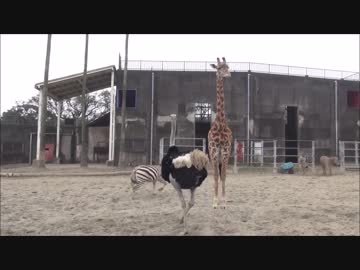 構ってほしいダチョウさん、飼育員、シマウマ、キリンにスルーされる