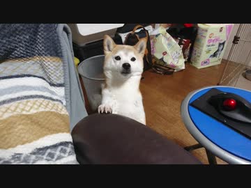 我が家の天使 シバイヌ(10歳 ♀)