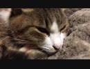 うりこさんの10日間 - 番外編 猫の日SP