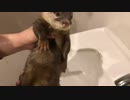 カワウソなのに尋常じゃないくらい水を怖がるカワウソのご先祖ちゃん