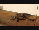 ゴロゴロにゃんこ