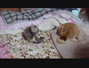 拾いねこ＠生後2421/2388日目　揃って毛繕い。
