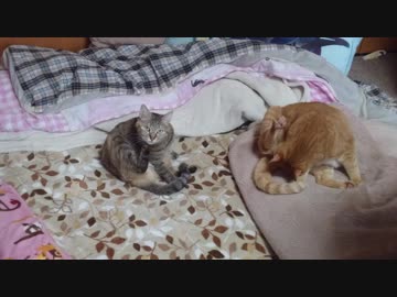 拾いねこ＠生後2421/2388日目　揃って毛繕い。