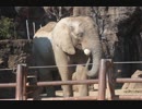 アフリカゾウの砂浴び(多摩動物公園)