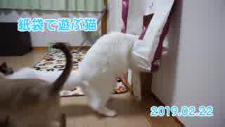 【HR299】紙袋で遊ぶ猫