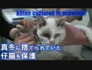 真冬に捨てられた仔猫の保護