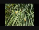 HO散歩　2019年2月21日