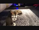 猫にちょっかいを出すカワウソご先祖ちゃん