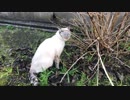 シュウちゃんがセルフかいかい