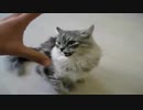 【Cats】怒ったネコさんたち