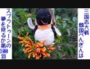 三国志大戦 傾国ぺんぎんはスプラトゥーンの夢を見るか 第100羽 (vs4枚夏侯覇魏単)