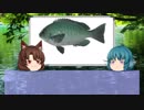 【ゆっくり解説】ゆっくりわかさぎ姫が教える魚　#7匹目　~目近魚~