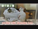 袋で遊ぶ猫 cat's playing with shopping bag