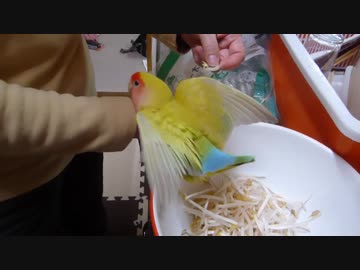 コザクラインコのもやし愛