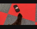 スマホの中のカワウソを怖がるご先祖ちゃん