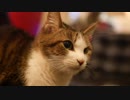 猫のうた