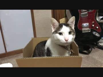猫様に段ボール箱をお勧めして猫様が気に入るまでの動画