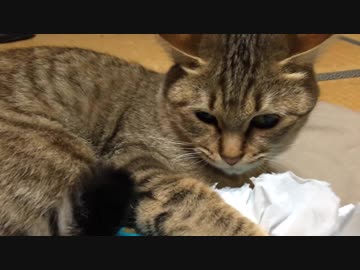 ＃76　反省する？タタルさん