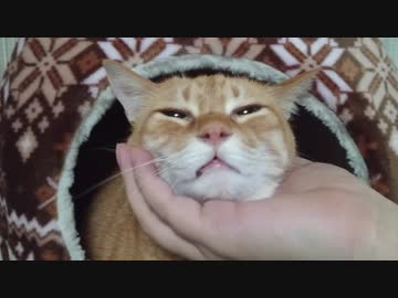 拾いねこ＠生後2422/2389日目　おとなしくケージでのんびりするアコさん。