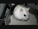ハムスター飼いました。その61～もぐもぐハムスター１週間(前編)