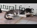 【バイク】西風に乗って日本一周 Part.22【福井県～滋賀県】