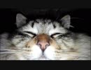 釣りをさせてくれない野良猫part１３