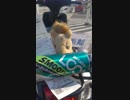 スズキ レッツに市販のエンジン清浄剤の使いかた