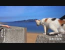 【TikTok】まだ知られていない日本の絶景ベスト30大特集