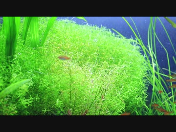 もはやストック水槽ではないアレの現状・その１８