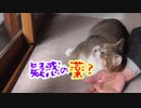 ねこに疑惑の薬を使ってみた結果w