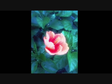 【GUMI】願いの花 - 赤の章【オリジナル曲】