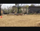 チーターの本気（ズーラシア）