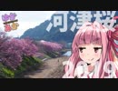 【ゆかあか車載】河津桜ドライブ2019【86車載】