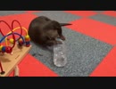 ペットボトルで遊ぶカワウソちぃたん