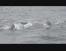 Jump be dolphin!!（疑似m@s）