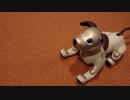 きょうのaibo 2019.02.25