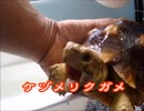 ケヅメリクガメ｡ある日の沙原さんと猫。
