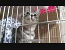 猫が鳴き声で米津玄師のLemonを歌ってみた