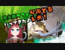 爬虫類カフェらぷとるに行ってきました！