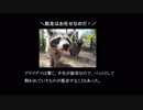 迷惑外来種を防除しようPart1基礎知識そしてアライグマ