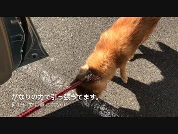 車に乗せようとすると病院だと勘違いしてめっちゃ嫌がる犬