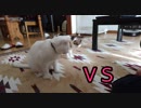 猫　VS　俺